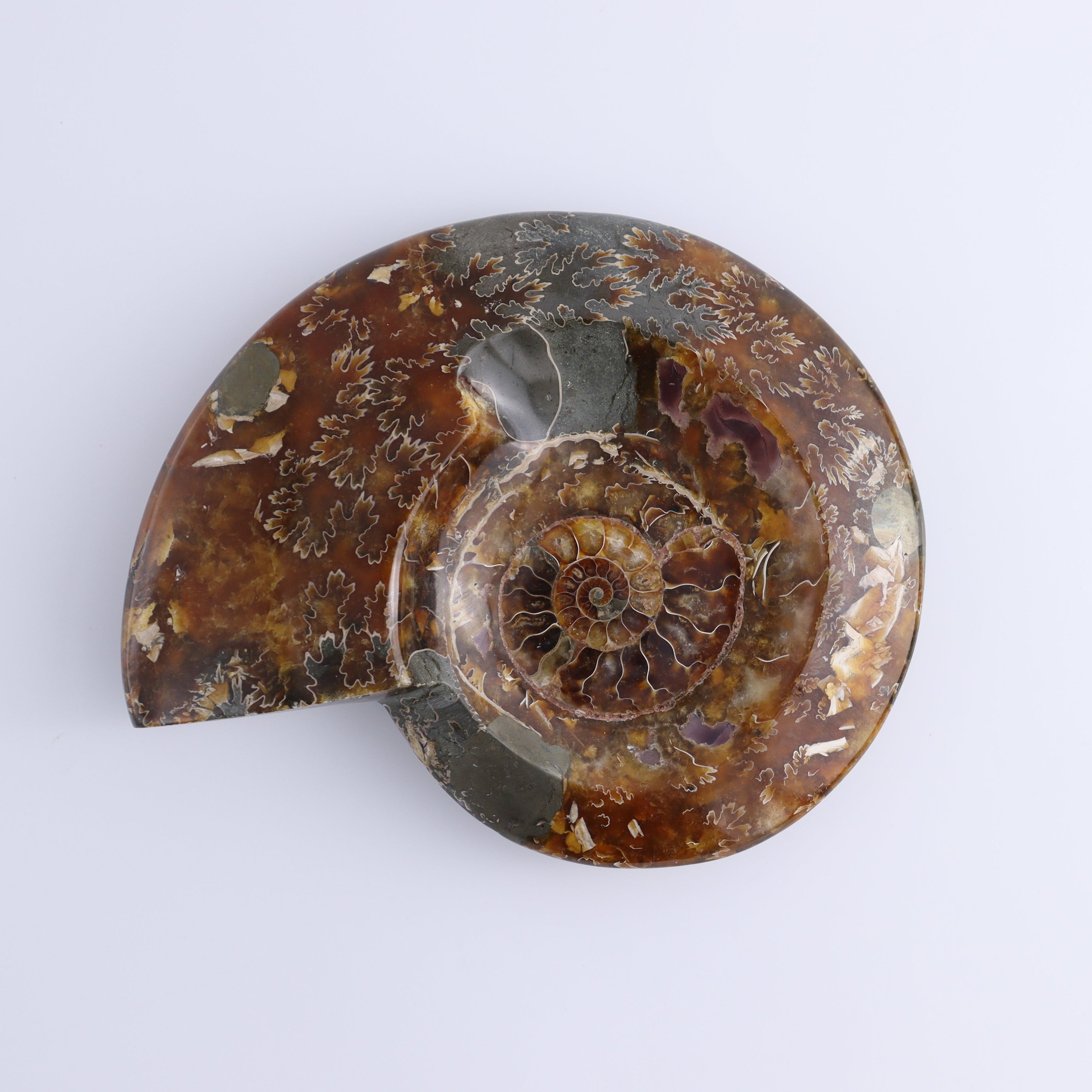 Ammonite Shell – Mi Esperanza Minerals