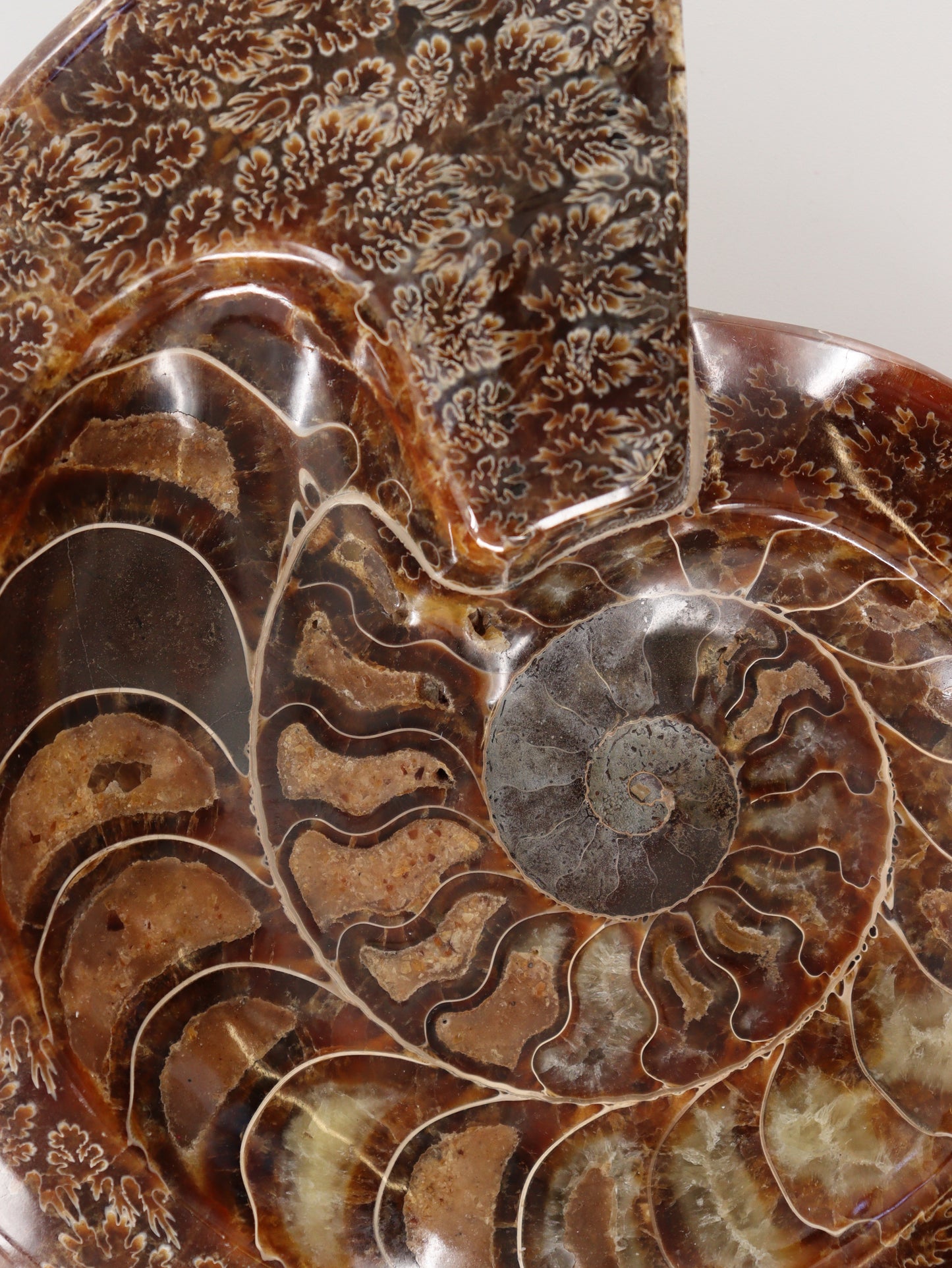 Ammonite Bowl - Expert Wholesale and Supplier of Wholesale Crystals & Bulk Gemstones, []