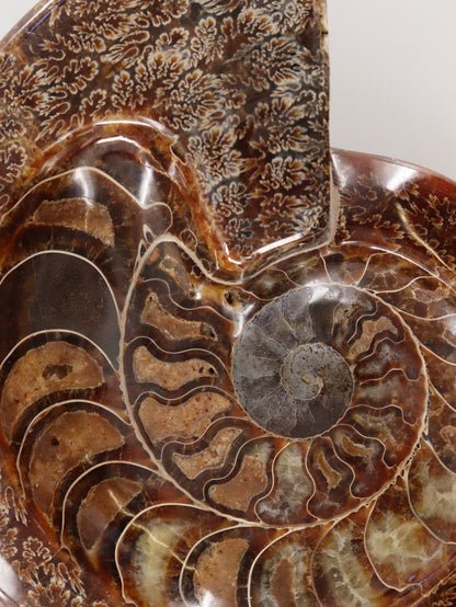 Ammonite Bowl - Expert Wholesale and Supplier of Wholesale Crystals & Bulk Gemstones, []