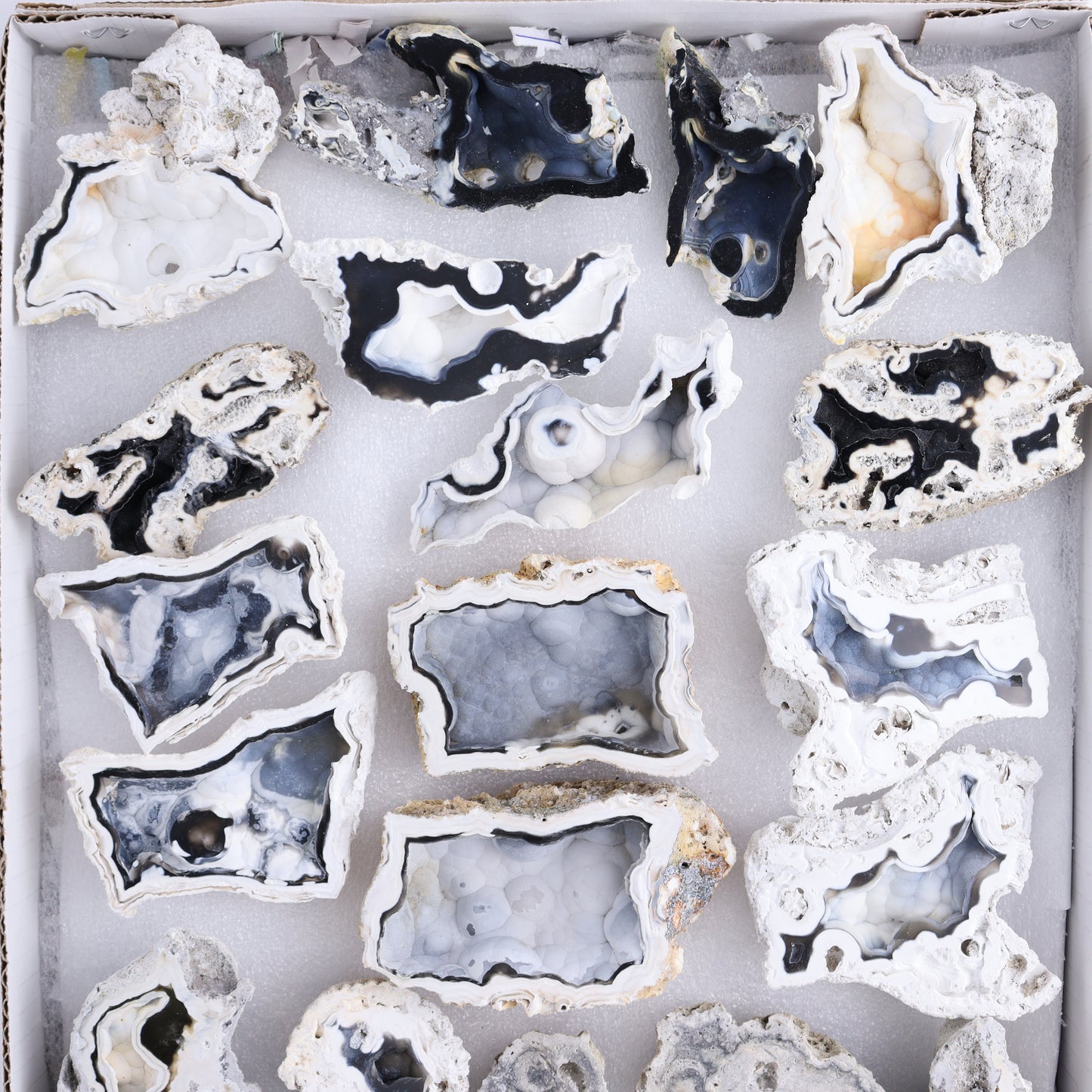 Agatized Coral Flat - Expert Wholesale and Supplier of Wholesale Crystals & Bulk Gemstones, ["Agate","Agatized Coral","Coral","United States"]