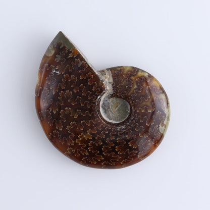 Ammonite Shells Set of 5