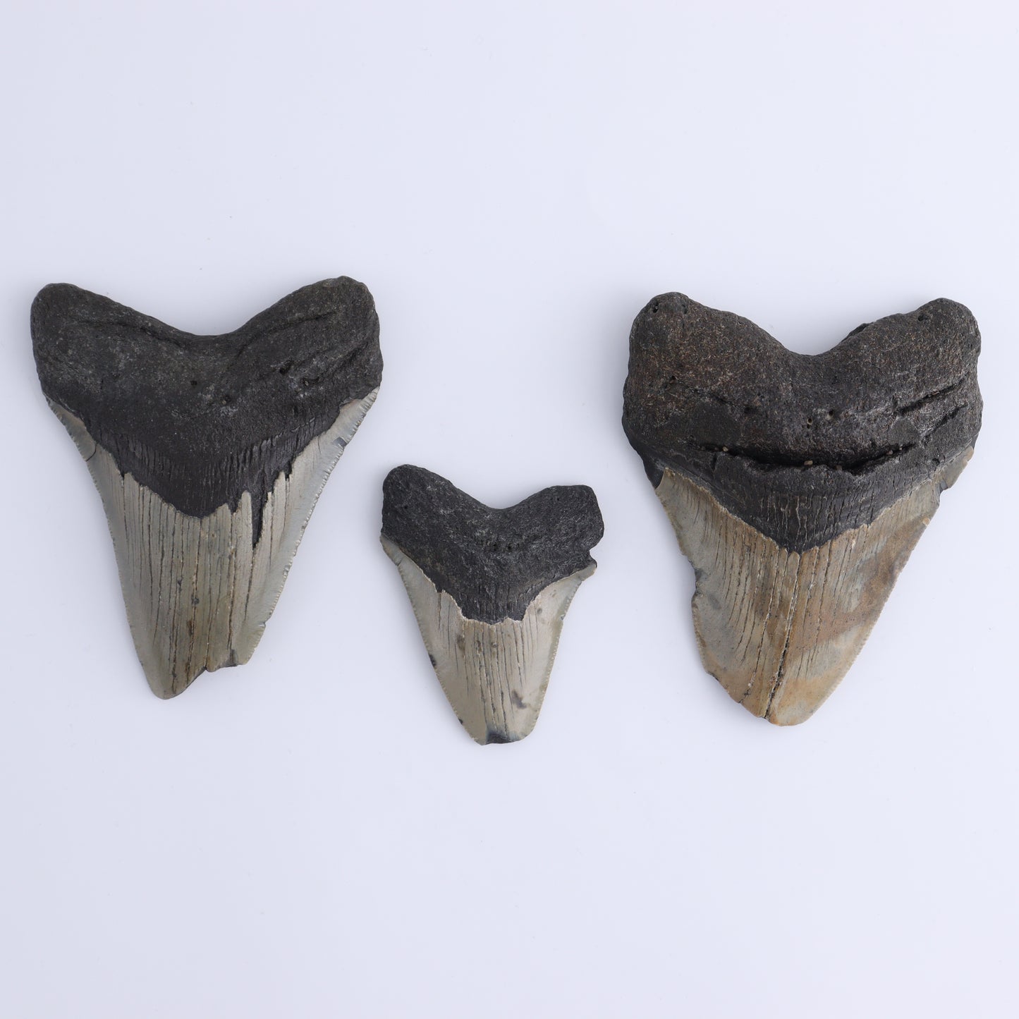 Megalodon Teeth Set of 6 - Expert Wholesale and Supplier of Wholesale Crystals & Bulk Gemstones, ["Megalodon Teeth","United States"]