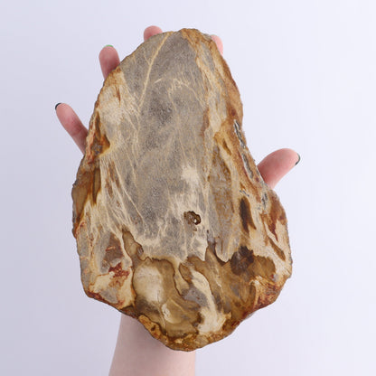 Petrified Wood Slices & Slabs Set of 4 - Expert Wholesale and Supplier of Wholesale Crystals & Bulk Gemstones, ["Freeforms","Indonesia","Petrified Wood","Slices and Slabs"]