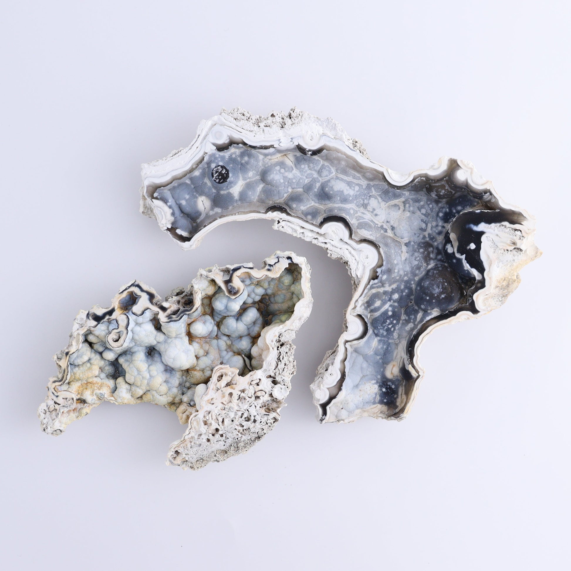 Agatized Coral Flat - Expert Wholesale and Supplier of Wholesale Crystals & Bulk Gemstones, ["Agate","Agatized Coral","Coral","United States"]