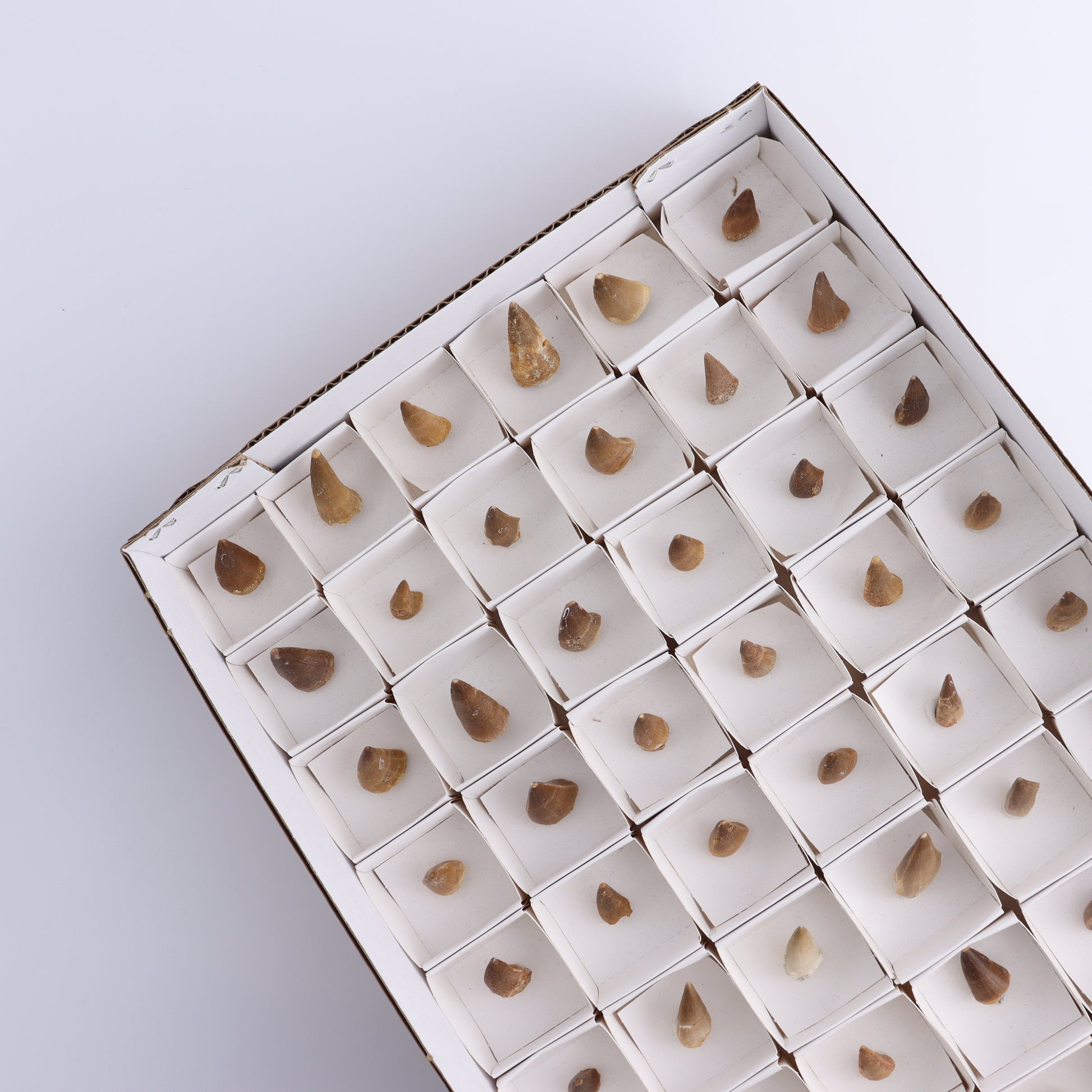 Mosasaur Teeth Set of 54 (Repaired) - Expert Wholesale and Supplier of Wholesale Crystals & Bulk Gemstones, ["Morocco","Mosasaur Teeth"]