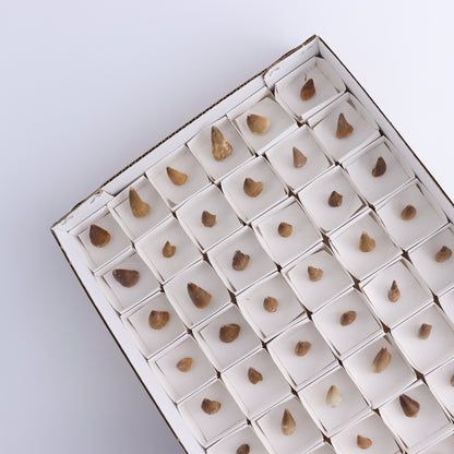 Mosasaur Teeth Set of 54 (Repaired) - Expert Wholesale and Supplier of Wholesale Crystals & Bulk Gemstones, ["Morocco","Mosasaur Teeth"]