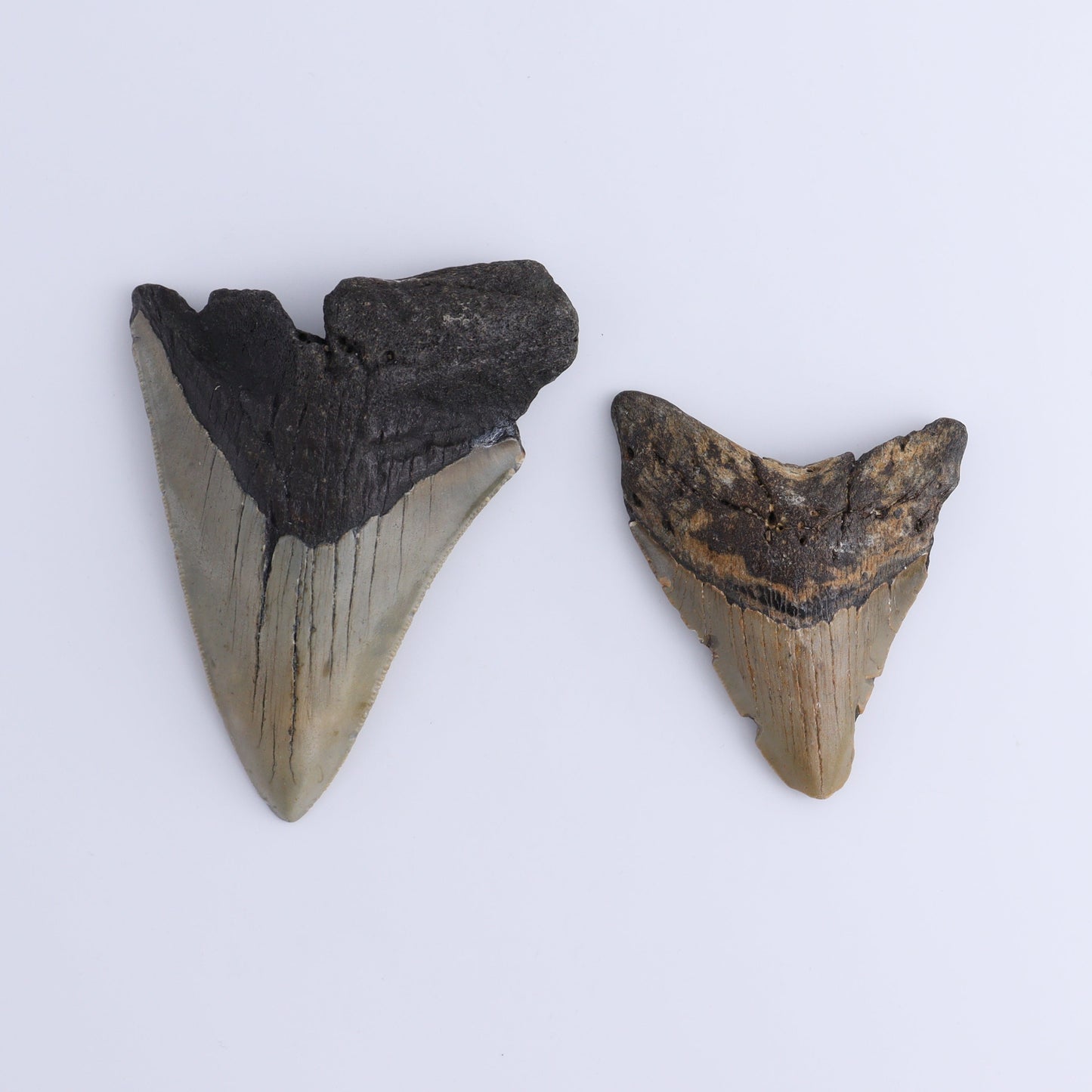 Megalodon Teeth Set of 2 - Expert Wholesale and Supplier of Wholesale Crystals & Bulk Gemstones, ["Megalodon Teeth","United States"]