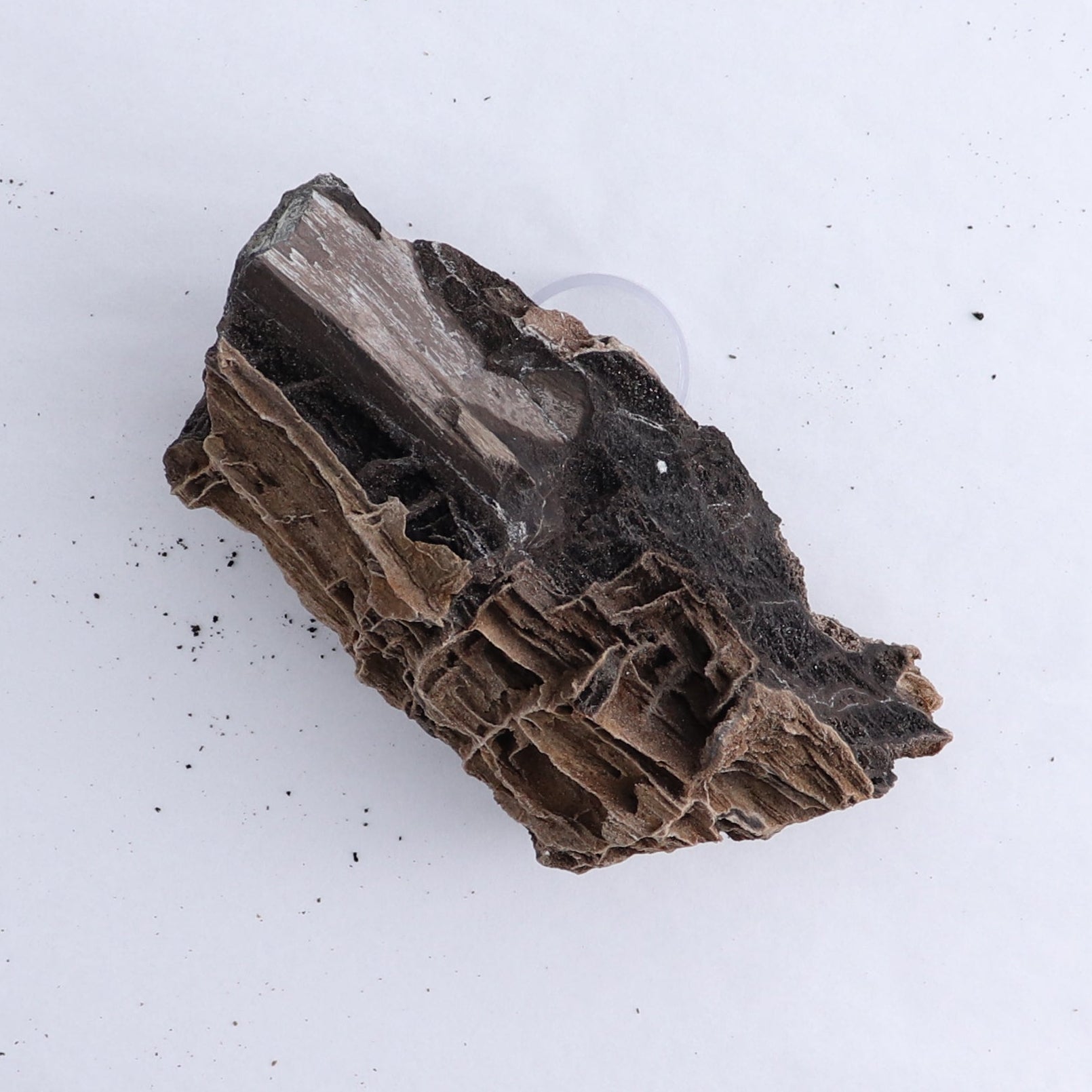 Permineralized Wood Flat of 5 - Expert Wholesale and Supplier of Wholesale Crystals & Bulk Gemstones, ["Indonesia","Permineralized Wood"]