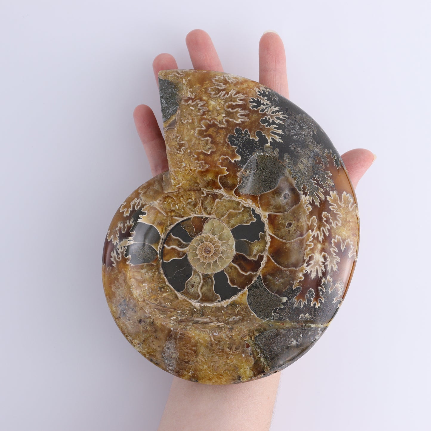 Ammonite Bowls Set of 2 - Expert Wholesale and Supplier of Wholesale Crystals & Bulk Gemstones, ["Ammonite","close_30","Madagascar","shells"]