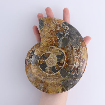 Ammonite Bowls Set of 2 - Expert Wholesale and Supplier of Wholesale Crystals & Bulk Gemstones, ["Ammonite","close_30","Madagascar","shells"]