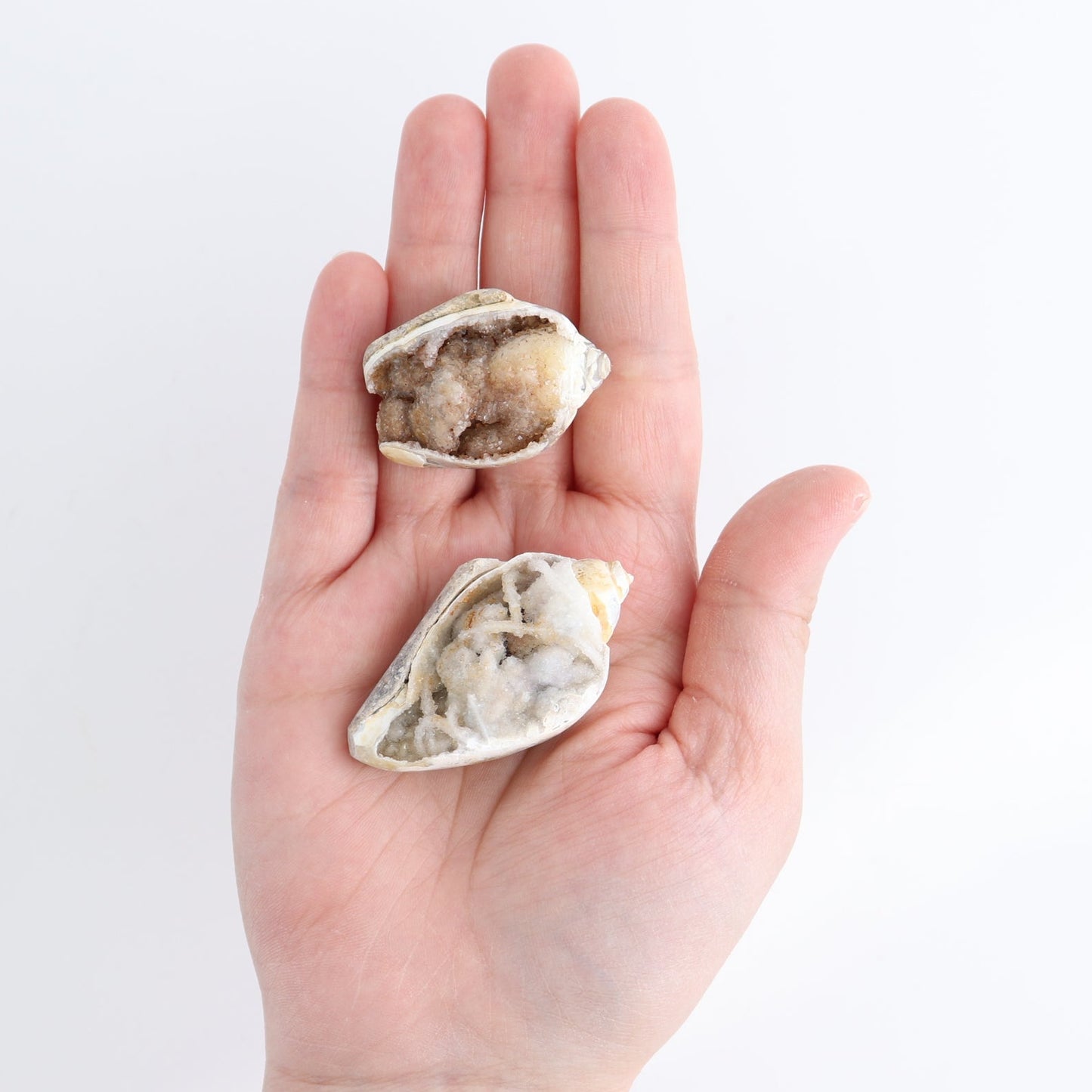 Crystalized Shells Set of 15
