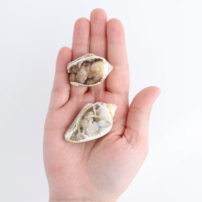 Crystalized Shells Set of 15