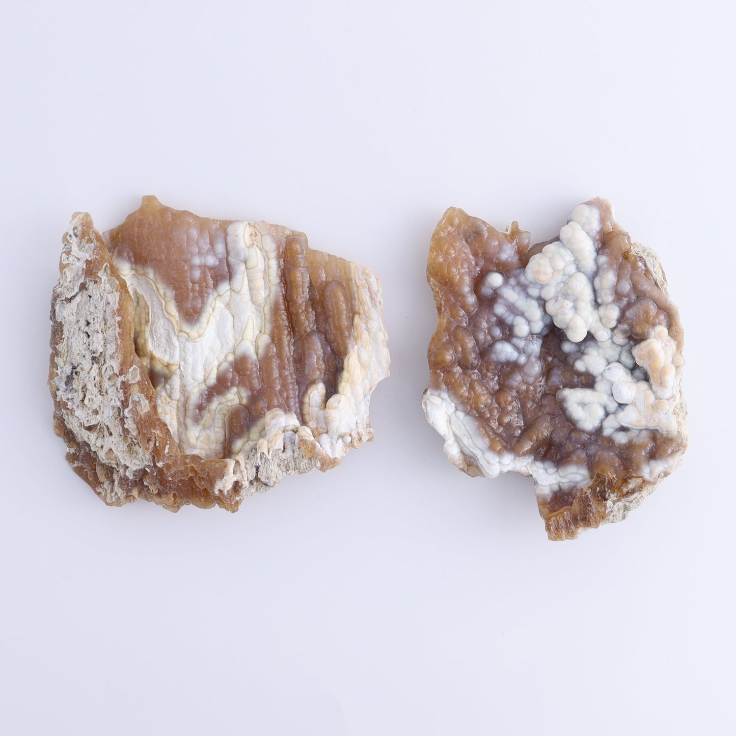 Agatized Coral Flat - Expert Wholesale and Supplier of Wholesale Crystals & Bulk Gemstones, ["Agate","Agatized Coral","Coral","United States"]