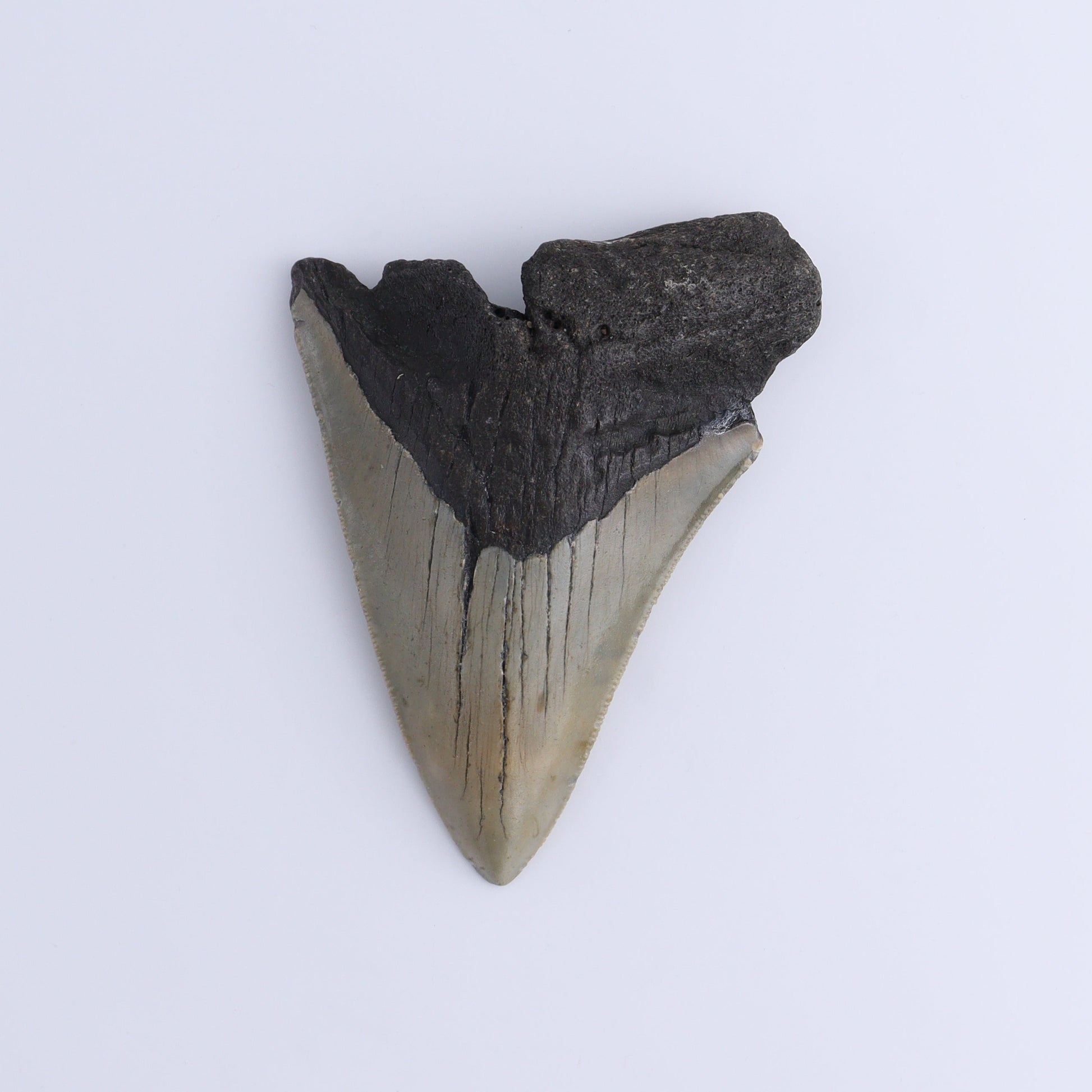 Megalodon Teeth Set of 2 - Expert Wholesale and Supplier of Wholesale Crystals & Bulk Gemstones, ["Megalodon Teeth","United States"]