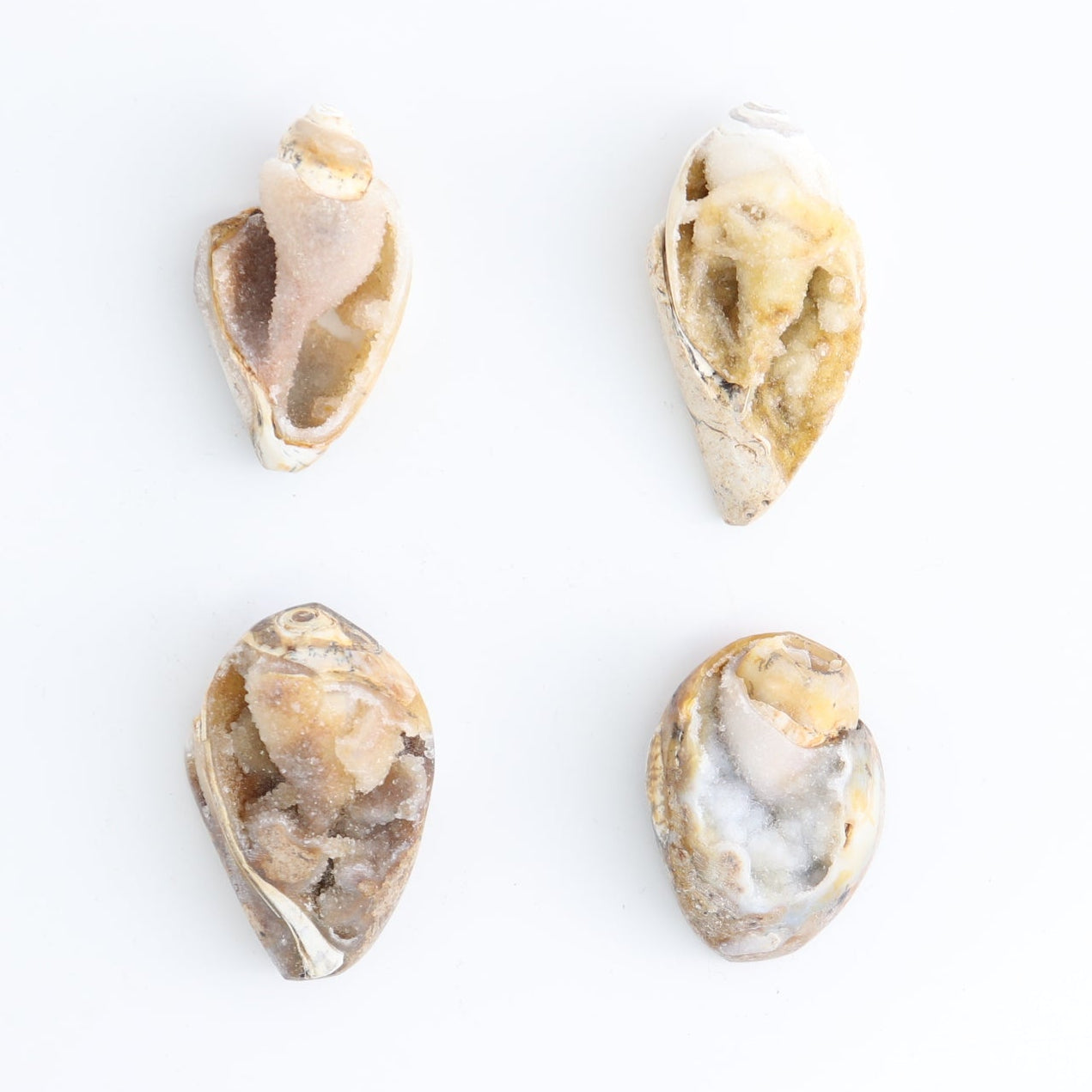 Crystalized Shells Set of 15
