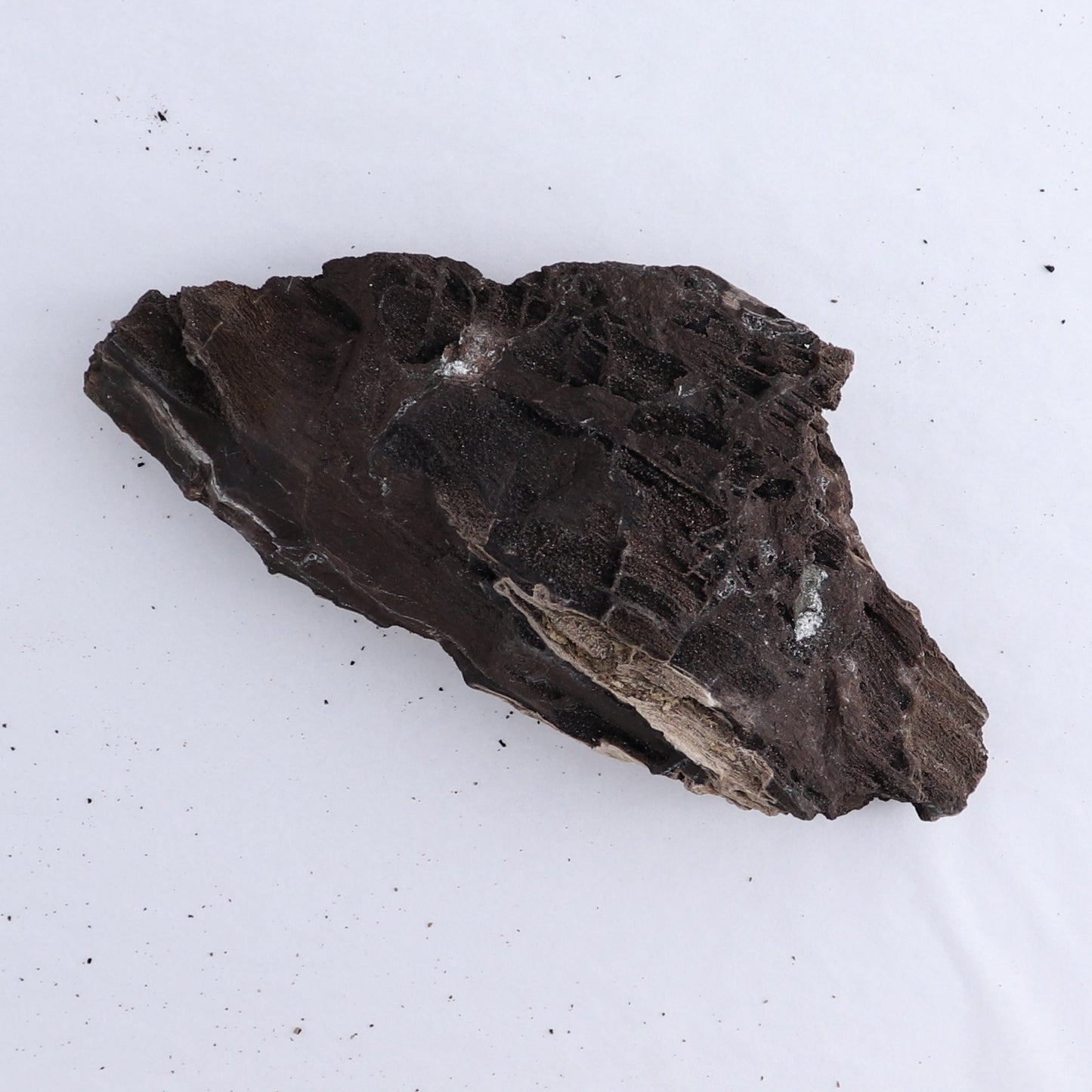 Permineralized Wood Flat of 5 - Expert Wholesale and Supplier of Wholesale Crystals & Bulk Gemstones, ["Indonesia","Permineralized Wood"]