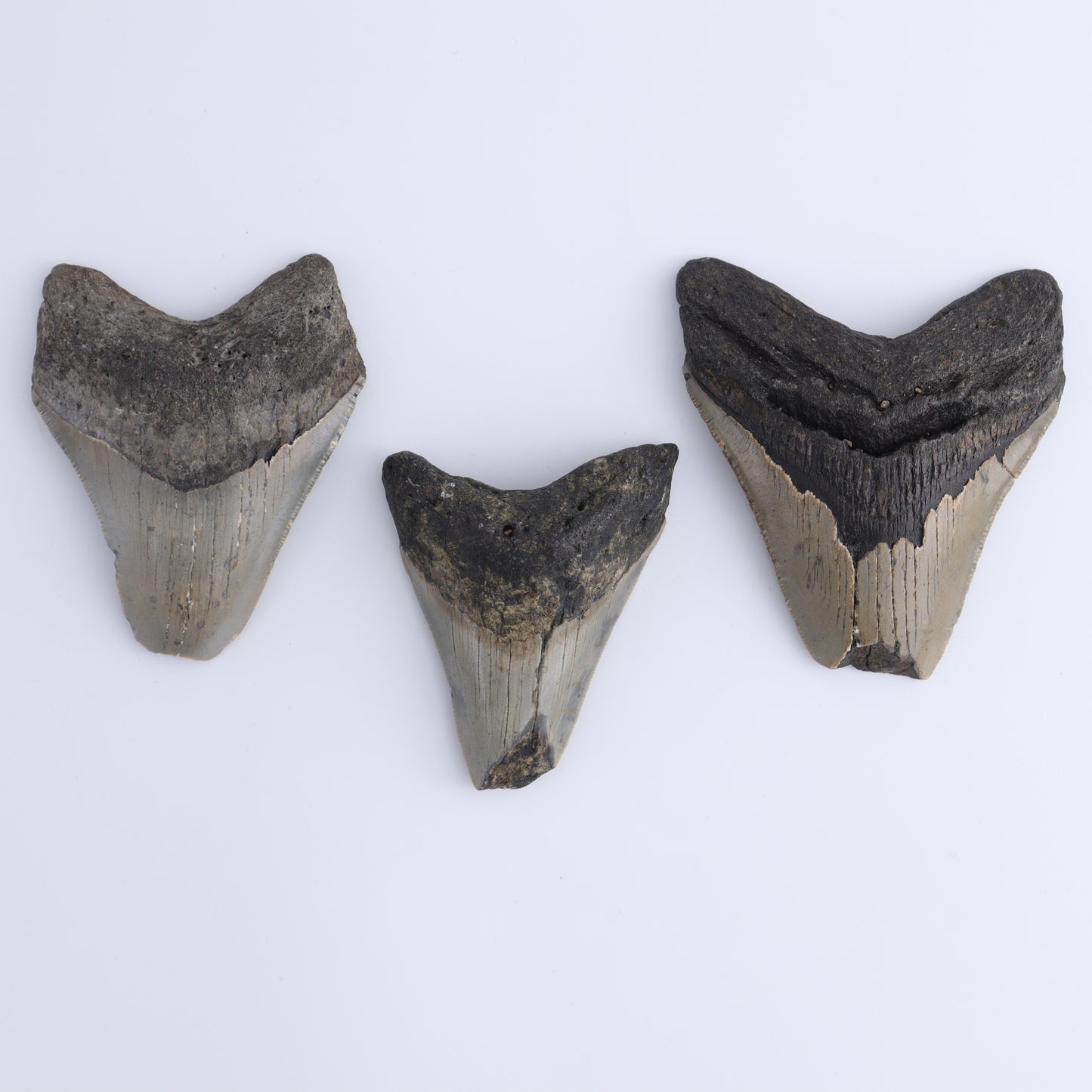 Megalodon Teeth Set of 6 - Expert Wholesale and Supplier of Wholesale Crystals & Bulk Gemstones, ["Megalodon Teeth","United States"]