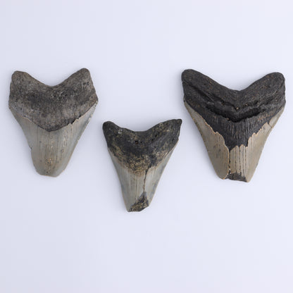 Megalodon Teeth Set of 6 - Expert Wholesale and Supplier of Wholesale Crystals & Bulk Gemstones, ["Megalodon Teeth","United States"]