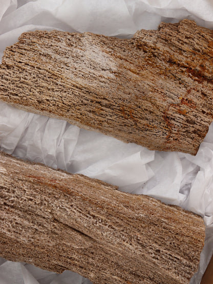 Rough Petrifried Wood Set of 2 - Expert Supplier of Wholesale Crystals & Bulk Gemstones