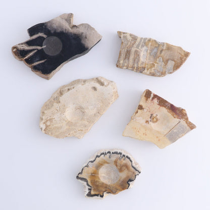Petrified Wood Sphere Holders Set of 5 - Expert Wholesale and Supplier of Wholesale Crystals & Bulk Gemstones, ["Petrified Wood","sphere holder"]