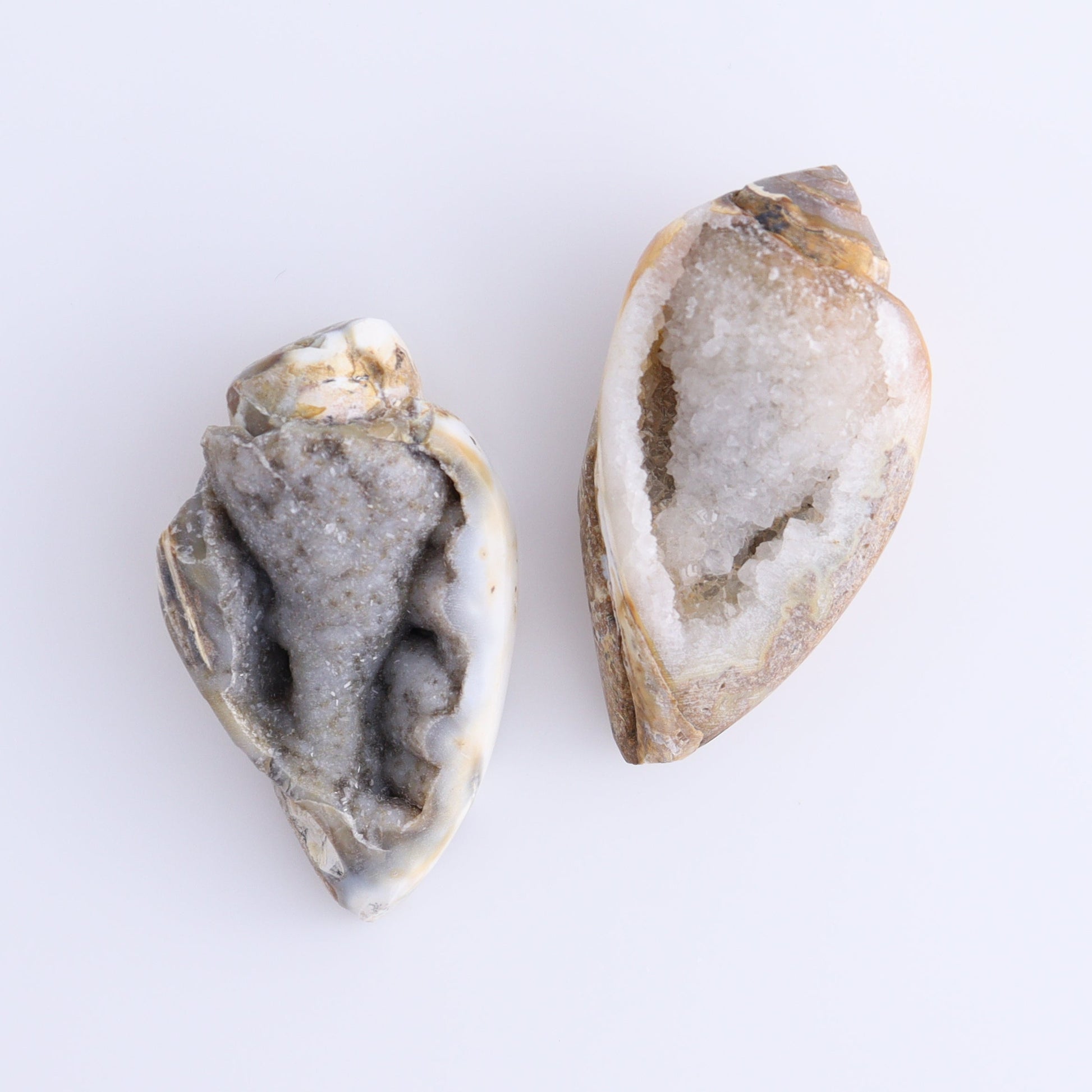 Crystalized Shells Set of 5 - Expert Wholesale and Supplier of Wholesale Crystals & Bulk Gemstones, ["Crystalized Shell","India","shell","shells"]