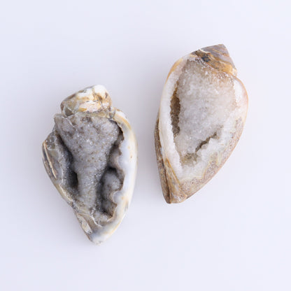 Crystalized Shells Set of 5 - Expert Wholesale and Supplier of Wholesale Crystals & Bulk Gemstones, ["Crystalized Shell","India","shell","shells"]