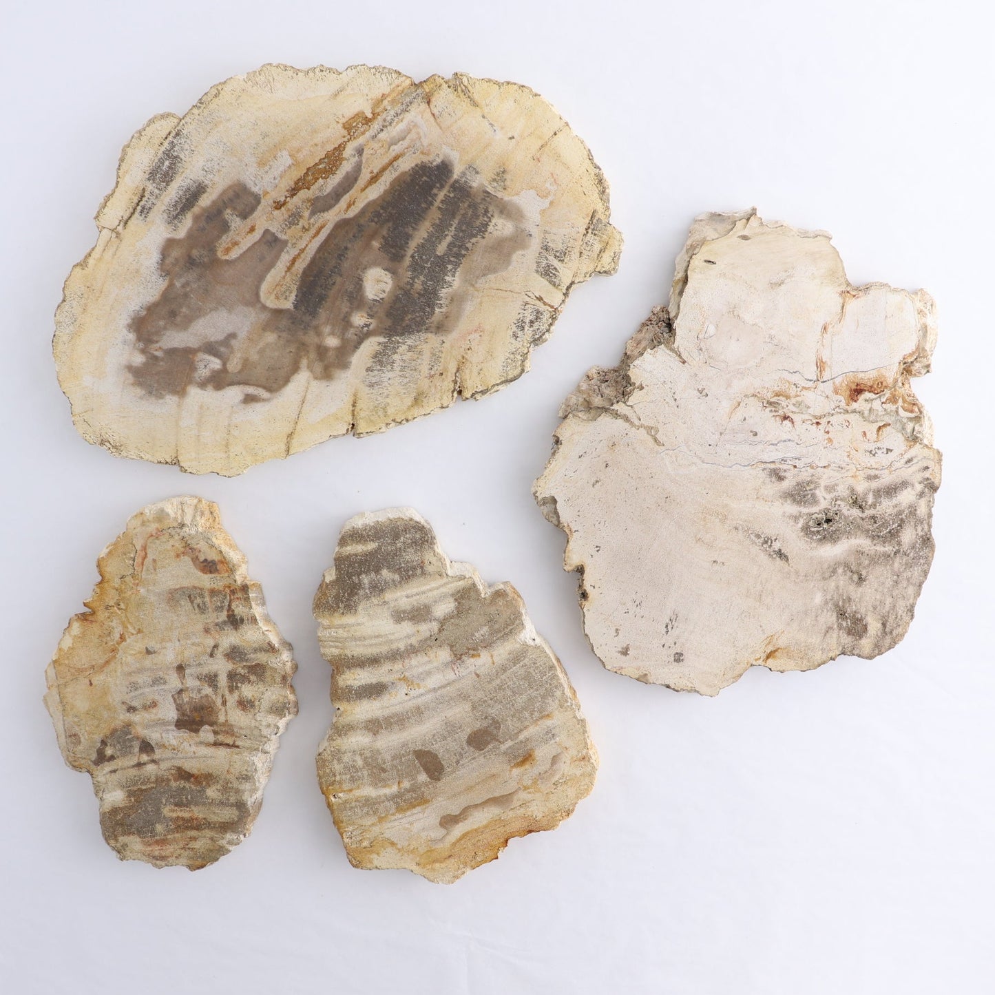 Petrified Wood Slices & Slabs Set of 4 - Expert Wholesale and Supplier of Wholesale Crystals & Bulk Gemstones, ["Freeforms","Indonesia","Petrified Wood","Slices and Slabs"]