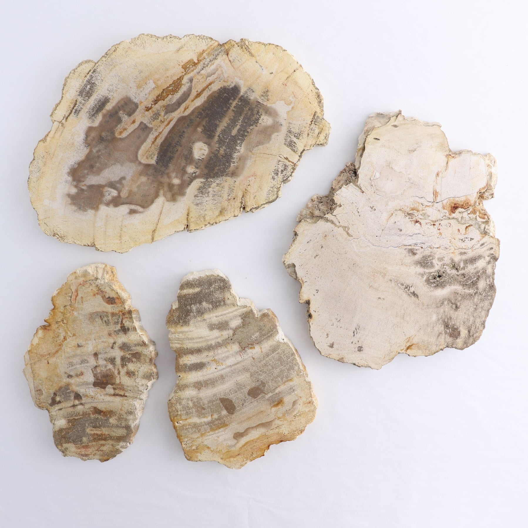 Petrified Wood Slices & Slabs Set of 4 - Expert Wholesale and Supplier of Wholesale Crystals & Bulk Gemstones, ["Freeforms","Indonesia","Petrified Wood","Slices and Slabs"]
