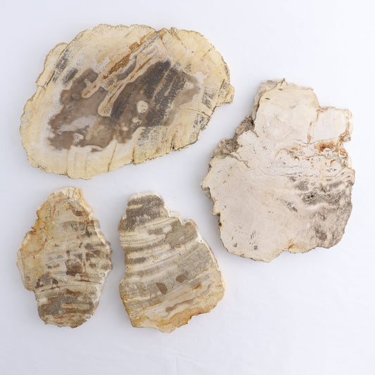 Petrified Wood Slices & Slabs Set of 4