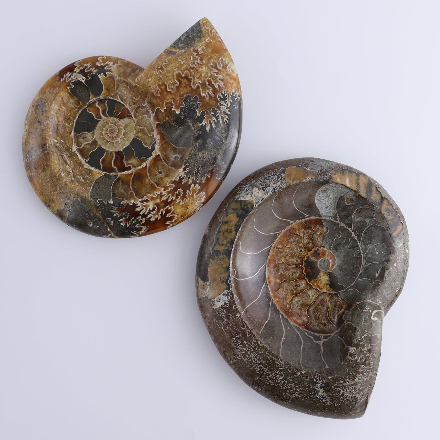 Ammonite Bowls Set of 2 - Expert Wholesale and Supplier of Wholesale Crystals & Bulk Gemstones, ["Ammonite","close_30","Madagascar","shells"]