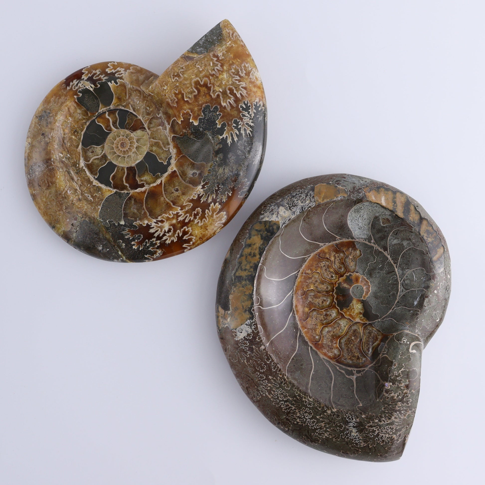 Ammonite Bowls Set of 2 - Expert Wholesale and Supplier of Wholesale Crystals & Bulk Gemstones, ["Ammonite","close_30","Madagascar","shells"]