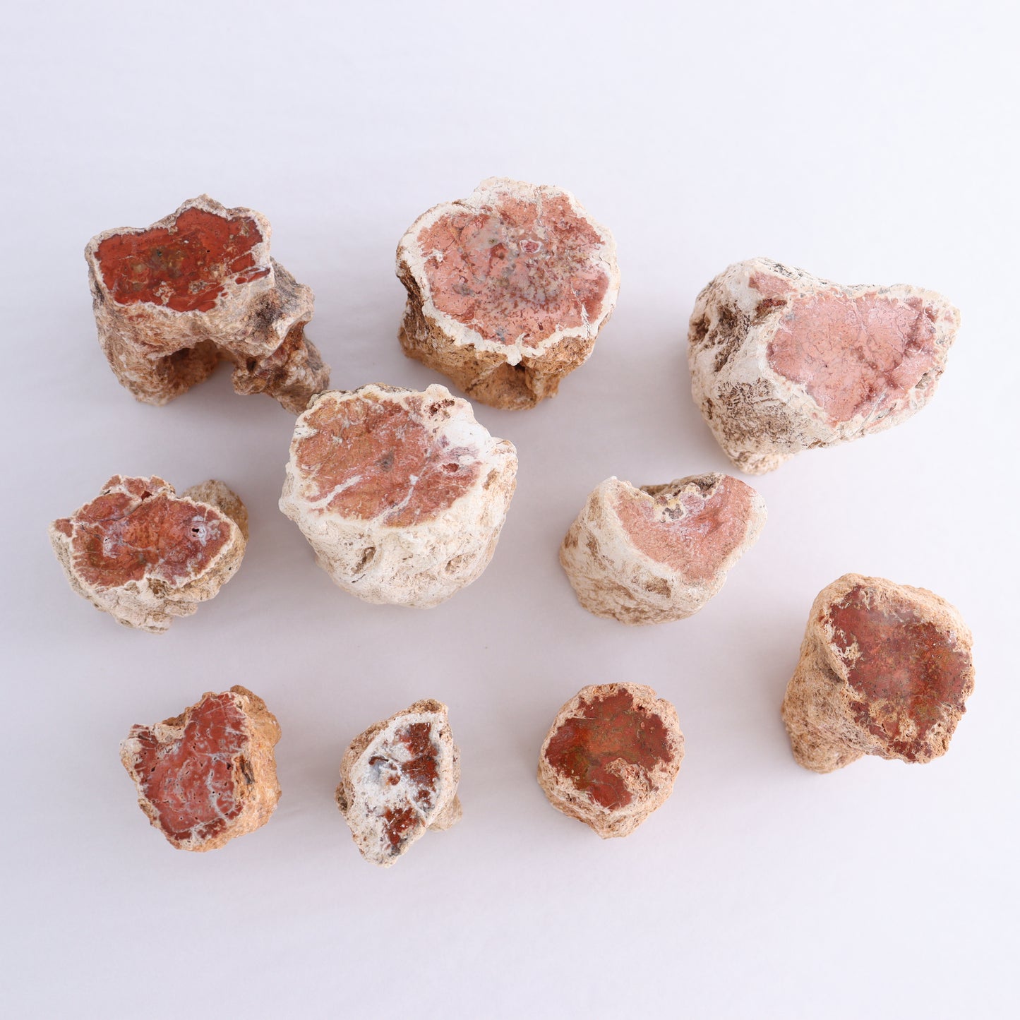 Petrified Wood Cut Bases Set of 10 - Expert Wholesale and Supplier of Wholesale Crystals & Bulk Gemstones, ["Cut Base","Petrified Wood"]