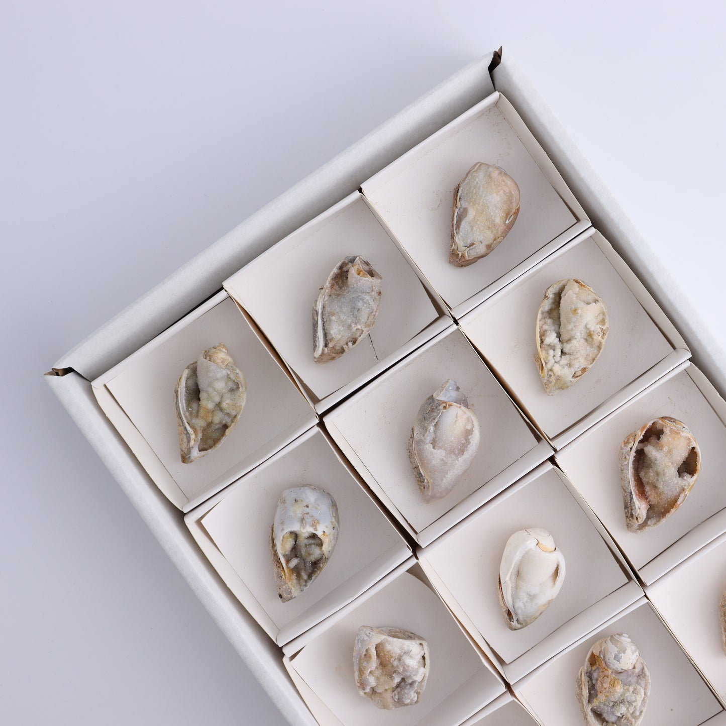 Crystalized Shells Set of 12 - Expert Wholesale and Supplier of Wholesale Crystals & Bulk Gemstones, ["Crystalized Shell","India","shell","shells"]