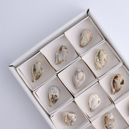 Crystalized Shells Set of 12 - Expert Wholesale and Supplier of Wholesale Crystals & Bulk Gemstones, ["Crystalized Shell","India","shell","shells"]