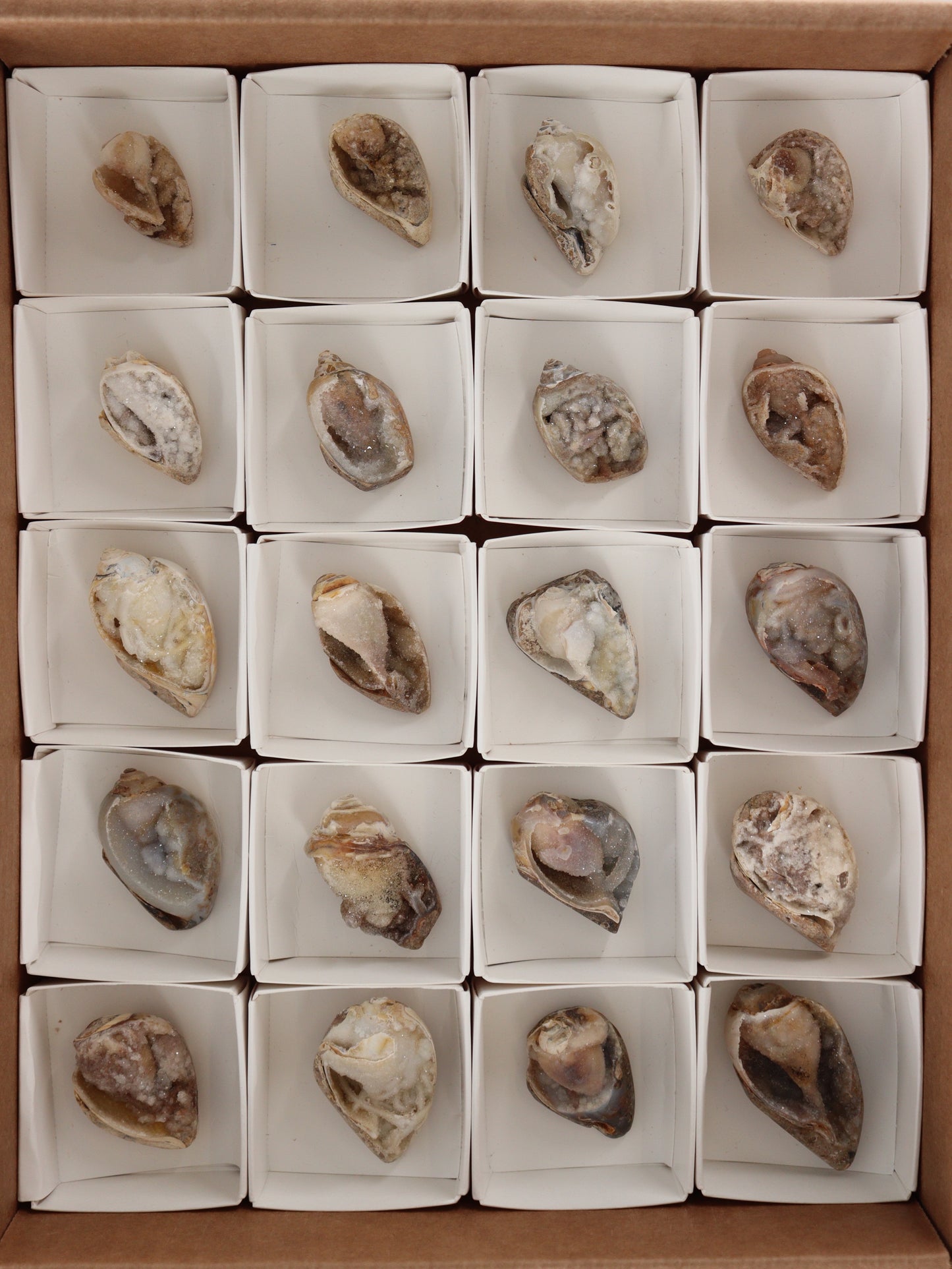 Fossil Shell Flat Set of 20 - Expert Wholesale and Supplier of Wholesale Crystals & Bulk Gemstones, []