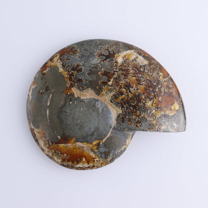Ammonite Shell - Expert Wholesale and Supplier of Wholesale Crystals & Bulk Gemstones, ["Ammonite","shells"]