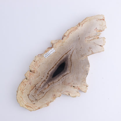 Petrified Wood Slices & Slabs Set of 3 - Expert Wholesale and Supplier of Wholesale Crystals & Bulk Gemstones, ["Freeforms","Indonesia","Petrified Wood","Slices and Slabs"]