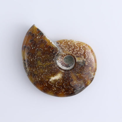 Ammonite Shells Set of 5