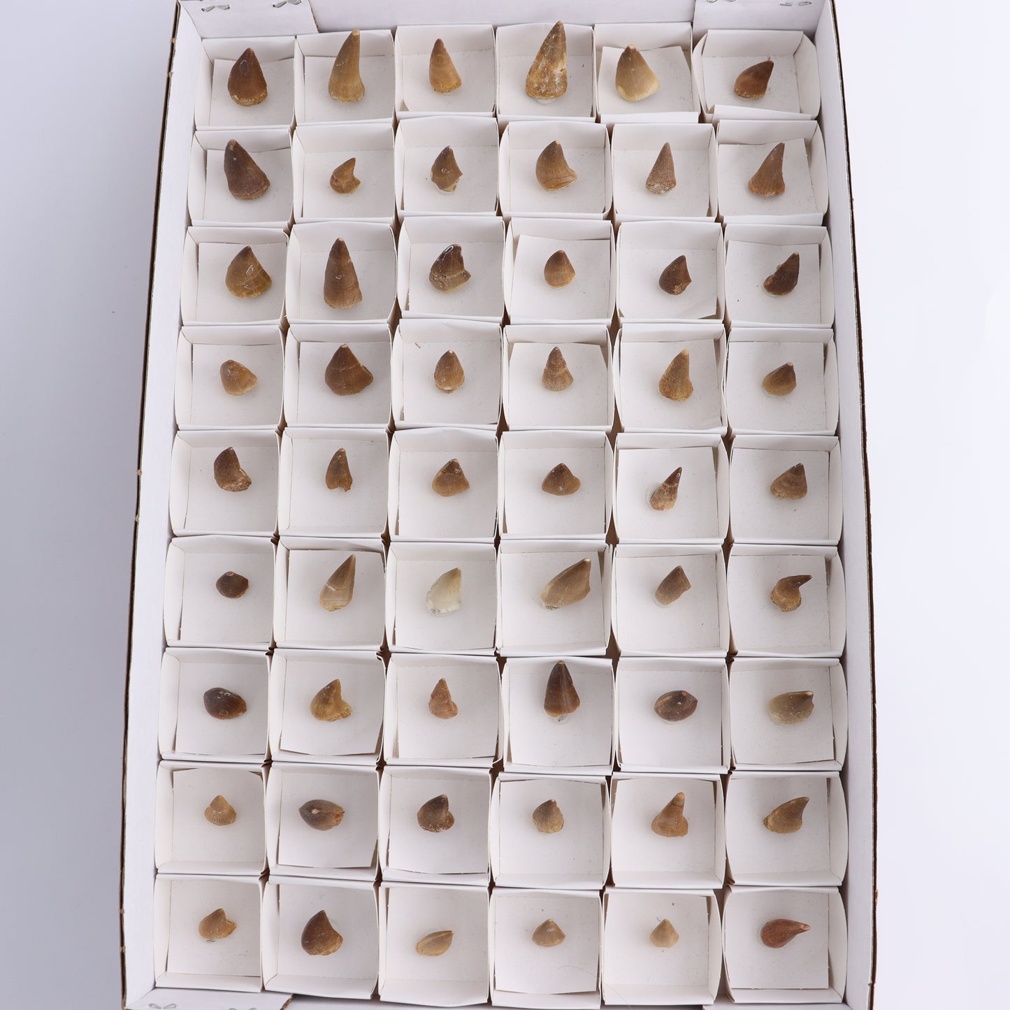 Mosasaur Teeth Set of 54 (Repaired) - Expert Wholesale and Supplier of Wholesale Crystals & Bulk Gemstones, ["Morocco","Mosasaur Teeth"]