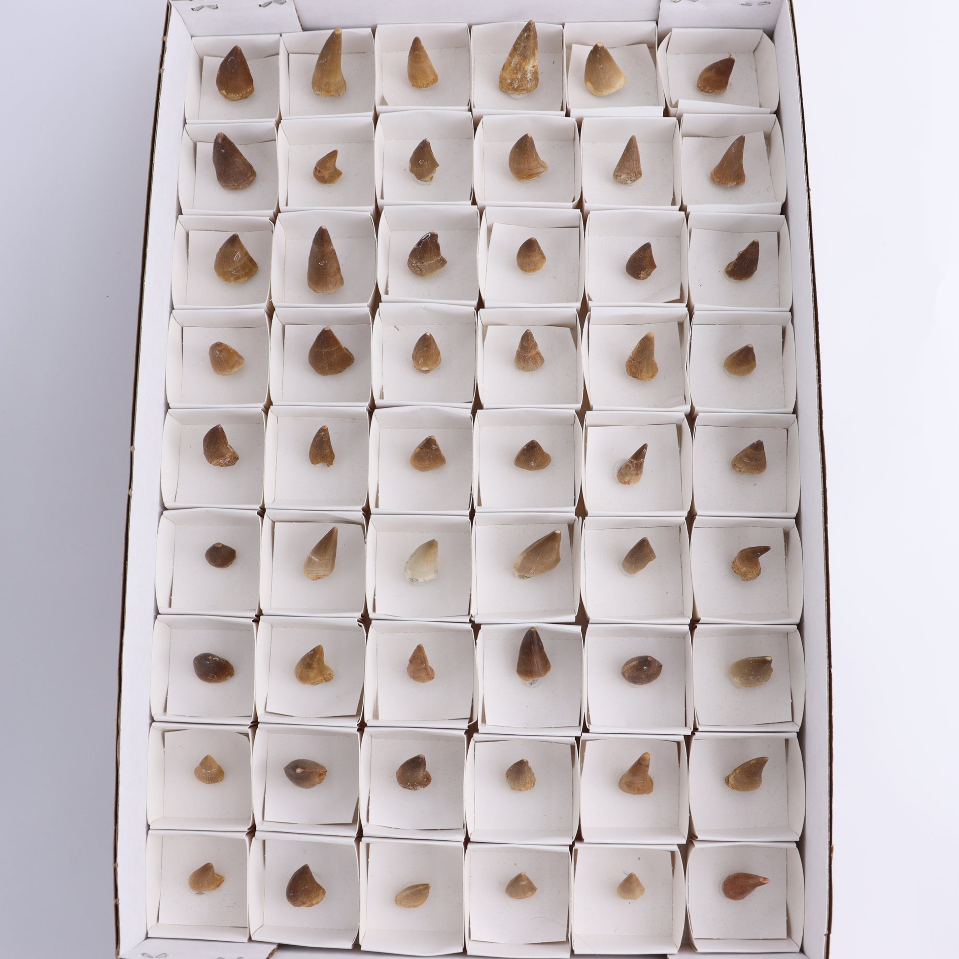 Mosasaur Teeth Set of 54 (Repaired) - Expert Wholesale and Supplier of Wholesale Crystals & Bulk Gemstones, ["Morocco","Mosasaur Teeth"]