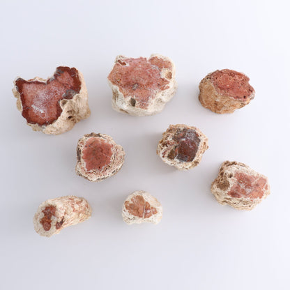 Petrified Wood Cut Bases Set of 8