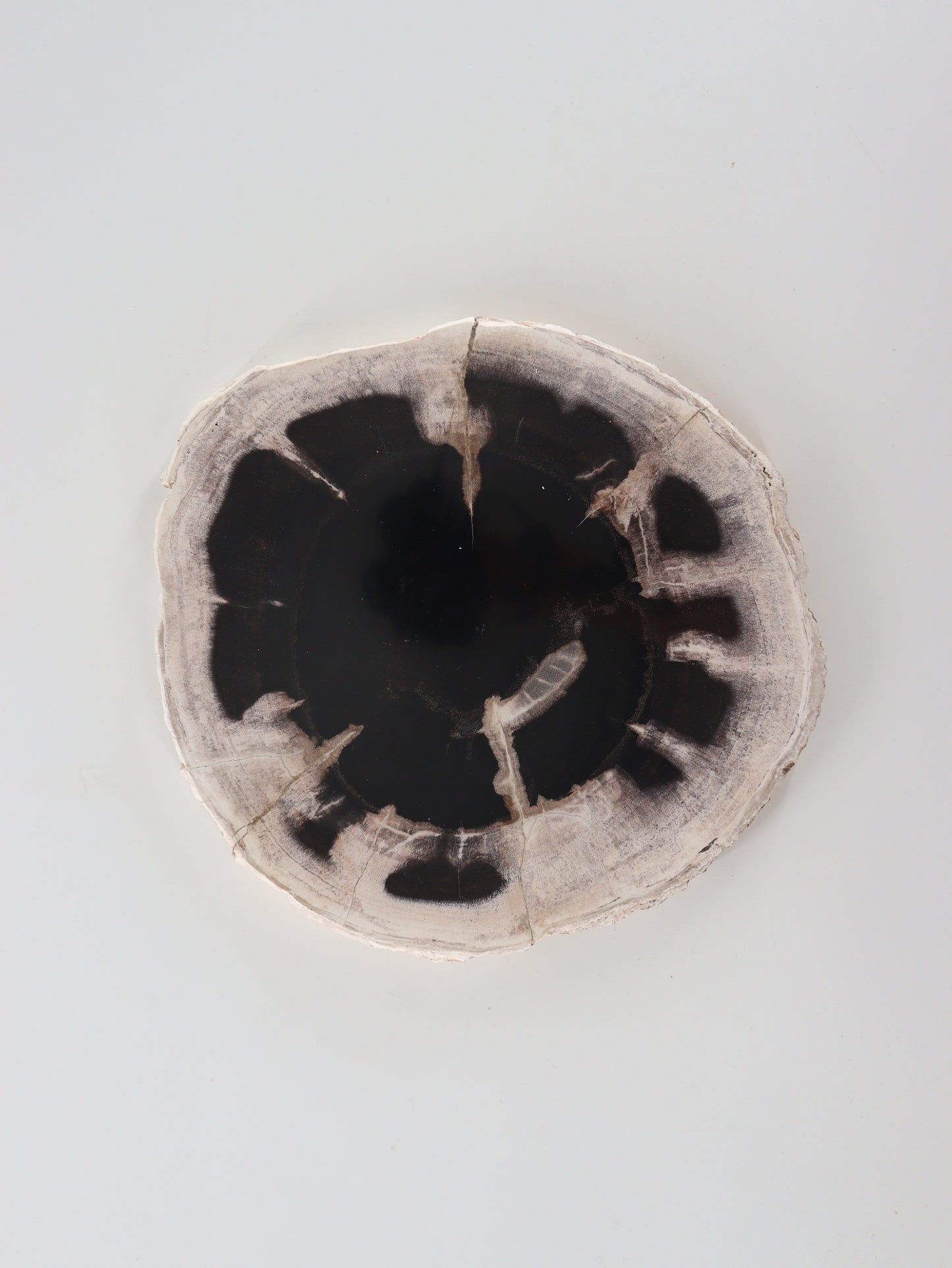 Petrified Wood Slices and Slabs Set of 3 - Expert Wholesale and Supplier of Wholesale Crystals & Bulk Gemstones, []