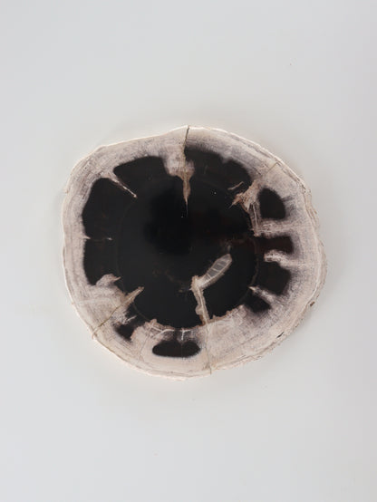 Petrified Wood Slices and Slabs Set of 3 - Expert Wholesale and Supplier of Wholesale Crystals & Bulk Gemstones, []