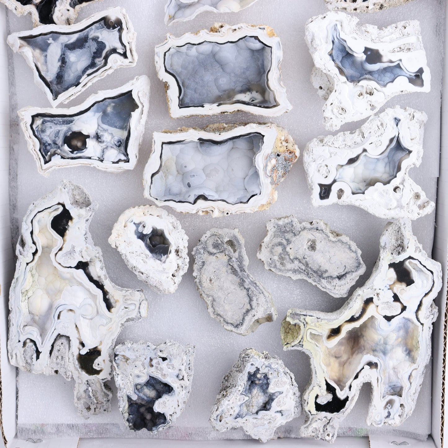 Agatized Coral Flat - Expert Wholesale and Supplier of Wholesale Crystals & Bulk Gemstones, ["Agate","Agatized Coral","Coral","United States"]