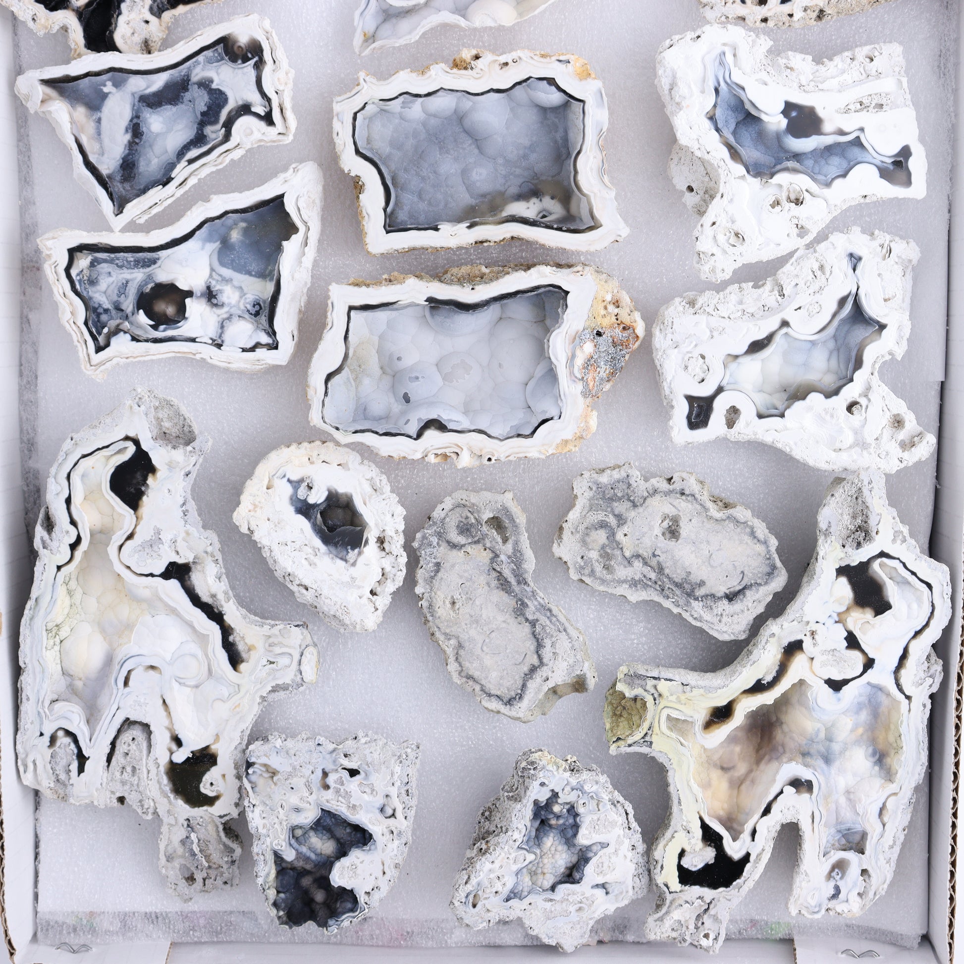 Agatized Coral Flat - Expert Wholesale and Supplier of Wholesale Crystals & Bulk Gemstones, ["Agate","Agatized Coral","Coral","United States"]