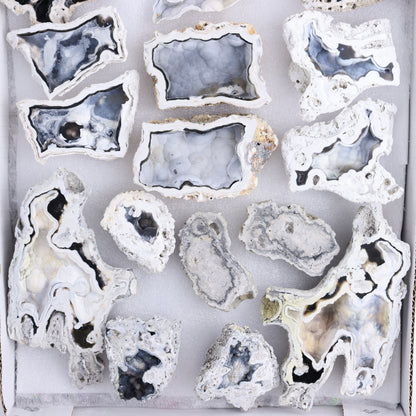 Agatized Coral Flat - Expert Wholesale and Supplier of Wholesale Crystals & Bulk Gemstones, ["Agate","Agatized Coral","Coral","United States"]