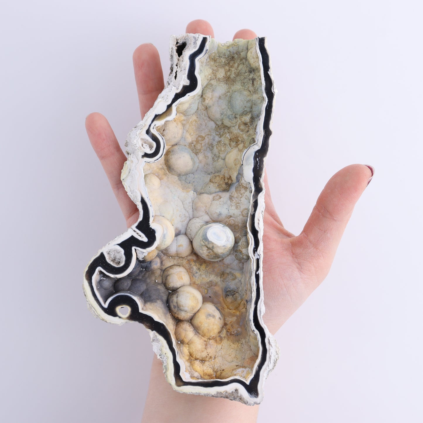 Agatized Coral Flat - Expert Wholesale and Supplier of Wholesale Crystals & Bulk Gemstones, ["Agate","Agatized Coral","Coral","United States"]