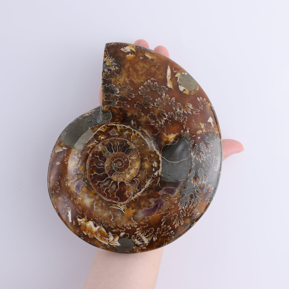 Amenite Shell Ammonite Shell – Mi Esperanza Minerals