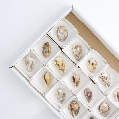 Crystalized Shells Set of 15