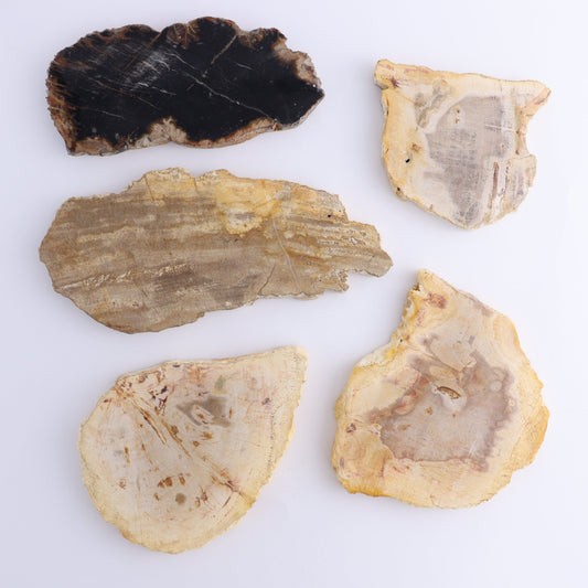 Petrified Wood Slices & Slabs Set of 5 - Expert Wholesale and Supplier of Wholesale Crystals & Bulk Gemstones, ["Freeforms","Indonesia","Petrified Wood","Slices and Slabs"]